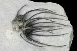 Very Rare, Spiny Heliopeltis Trilobite - Issoumour, Morocco #161102-2